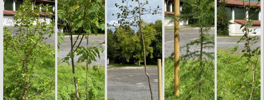 Aufnahme der neu gepflanzten Bäume: Elsbeere, Eberesche, Zitterpappel, Lärche, Felsenahorn (v.l.n.r.).